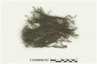 藏品(棉苔屬)的圖片